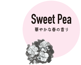 Sweet Pea 華やかな春の香り